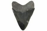 Fossil Megalodon Tooth - South Carolina #86060-2